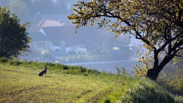 Brown hare, &copy; Weinfranz