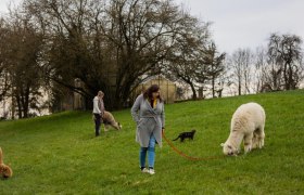 Seehof Alpacas, © Familie Kaufmann