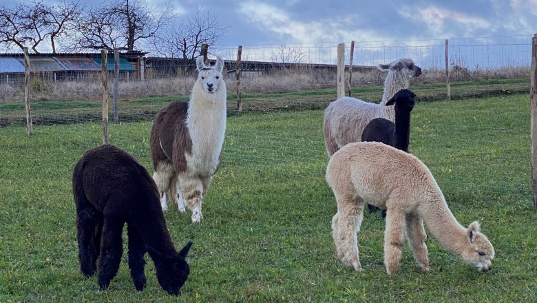 Žrebce, &copy; Hofstetter Ranch