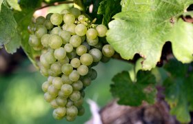 Vine with grape, &copy; Weinviertel Tourismus / Christine Wurnig