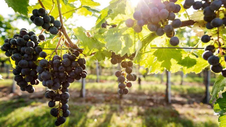 Vineyards, &copy; TIRZA Photography