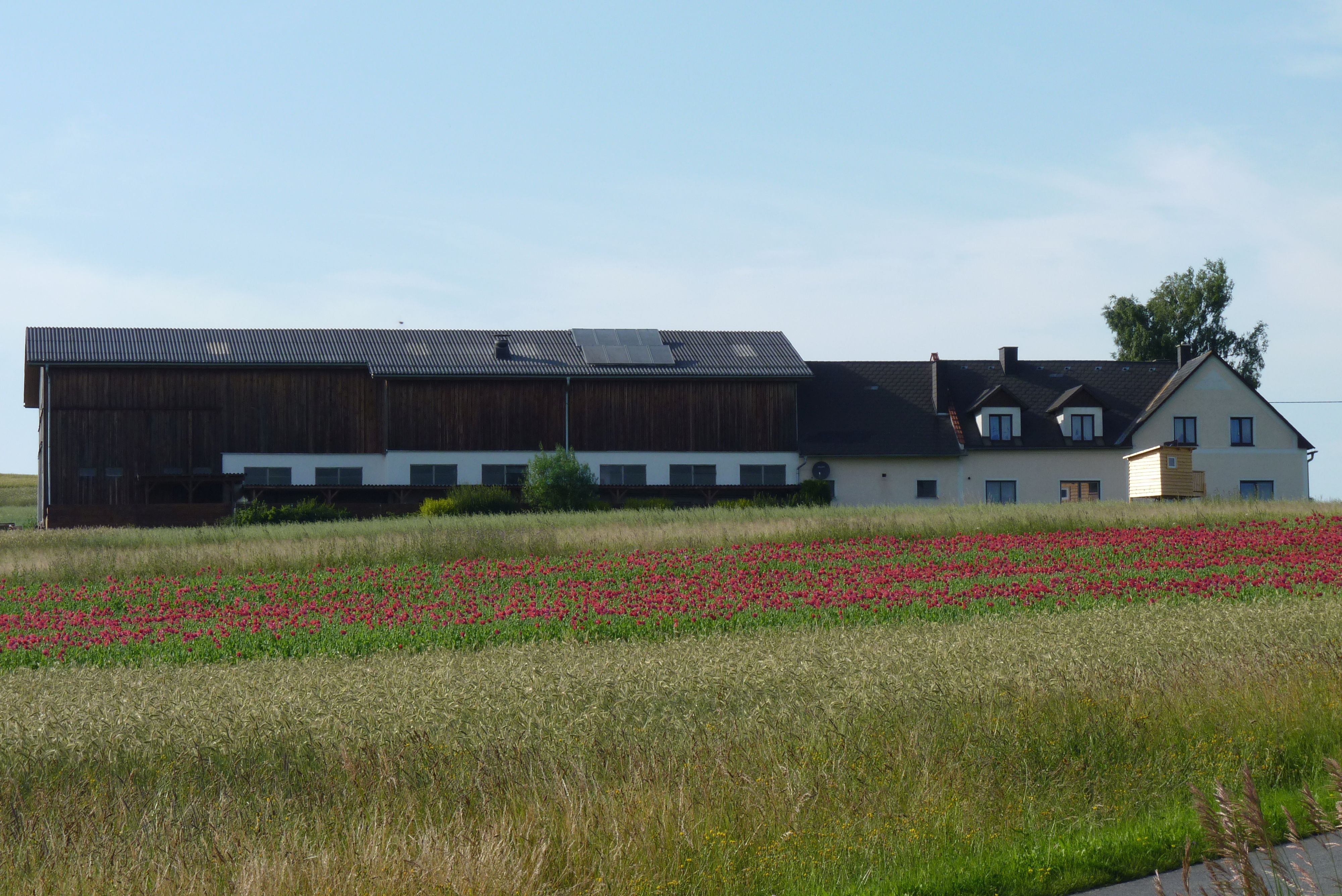 Farma s veľkou budovou a poľom červených kvetov v popredí.