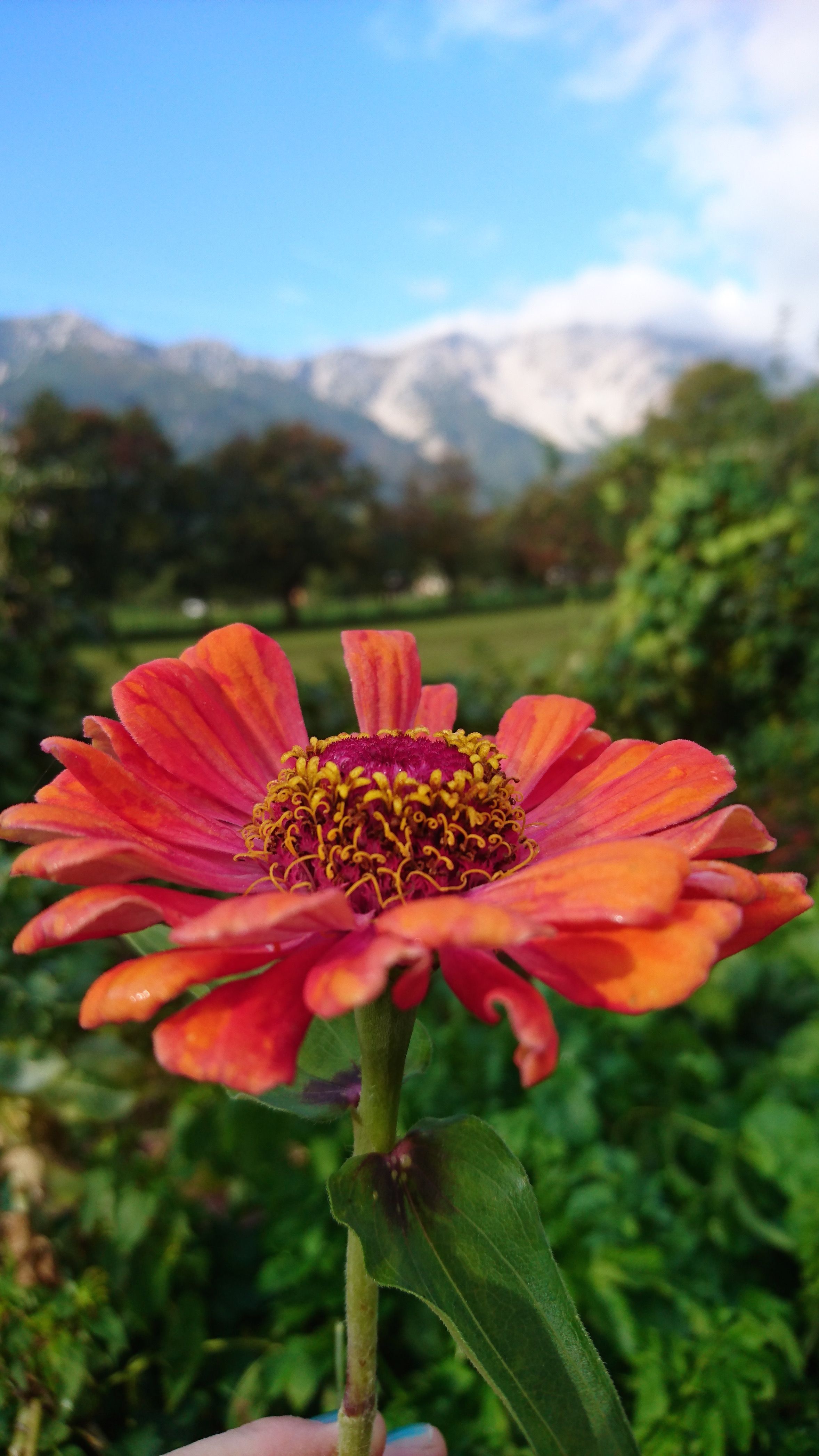 Detailný záber na oranžovo-červený kvet pred rozmazanou horskou panorámou so snehom.