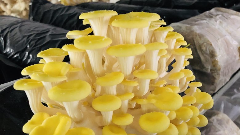 Reiser mushroom farm, Rohrau, &copy; Biopilzzucht Reiser