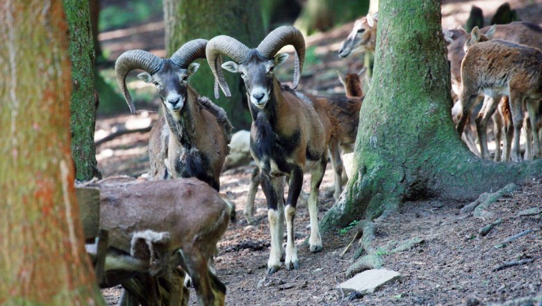 Areál s divými zvieratami v prírodnom parku Sparbach, © Naturparke Niederösterreich/weinfranz.at