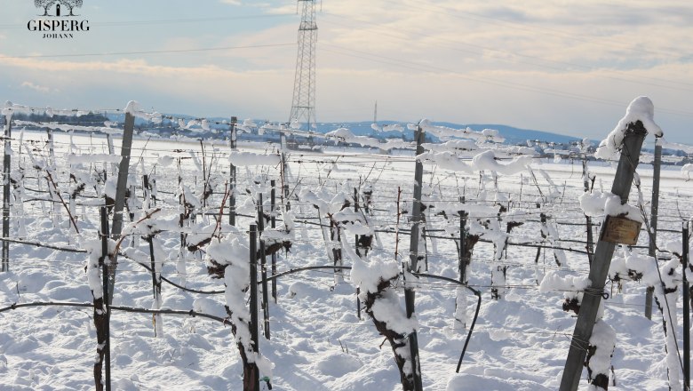 Pruning - the start of the new wine year, &copy; Weingut Johann Gisperg