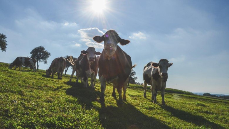 Happy cows, &copy; Wilhelmsburger Hoflieferanten