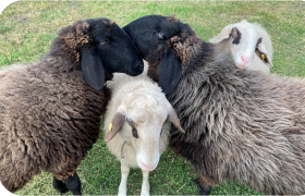 Sheep cuddling in the pasture, &copy; Sabine Valis