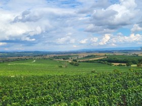 &Scaron;irok&aacute; krajina s vinicami a zamračenou oblohou.zelen&aacute;