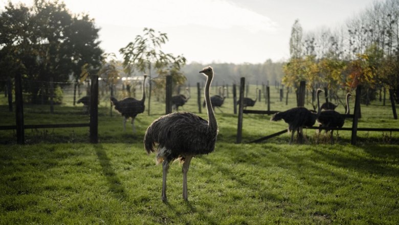Ebner Ostrich Farm, &copy; Moststra&szlig;e, dochbodnliacht