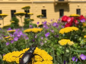 Ortsspaziergang Eckartsau, Schlosspark Eckartsau, &copy; Unknown