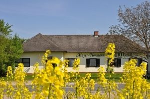 Budova s nápisom "Mayer-Hörmann" za žltými kvetmi.