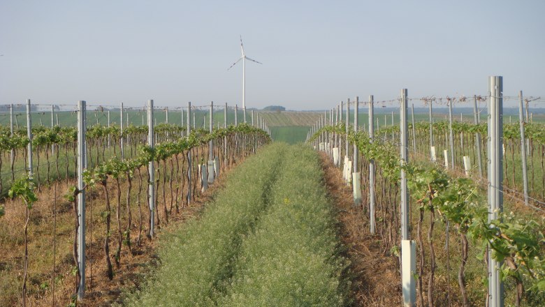 Vineyards, &copy; Weingut Neumayer