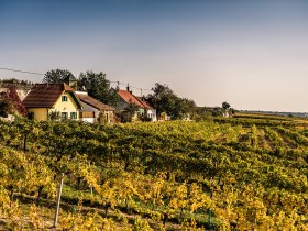 Zvlnen&eacute; kopce s&uacute; pokryt&eacute; zlatist&yacute;m viničom, ktor&yacute; žiari v teplom jesennom svetle. P&ocirc;vabn&eacute; tradičn&eacute; domy lemuj&uacute; krajinu a poz&yacute;vaj&uacute; v&aacute;s, aby ste si vychutnali pokoj a kr&aacute;su pr&iacute;rody. Ide&aacute;lne miesto na oddych a nad&yacute;chanie sa čerstv&eacute;ho vzduchu.