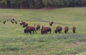 Bison meadow, &copy; Kogelhof