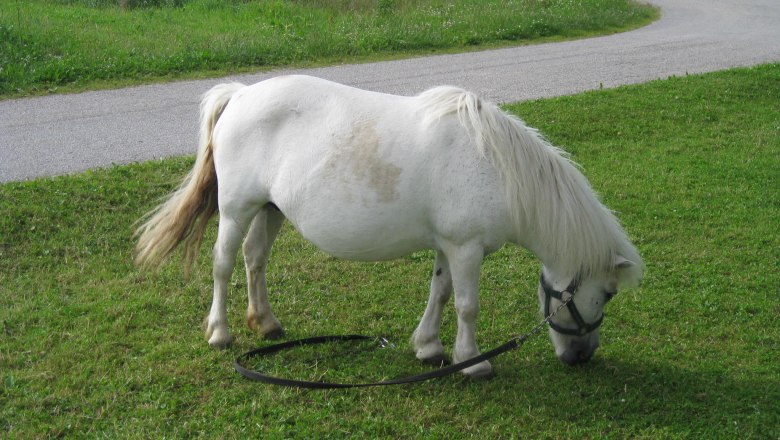 Tu sa pasie poník Lillifee!, © Erlebnishof Familie Seidl