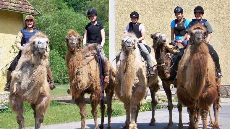 1st Austrian Camel Riding School, © 1. Österreichische Kamelreitschule