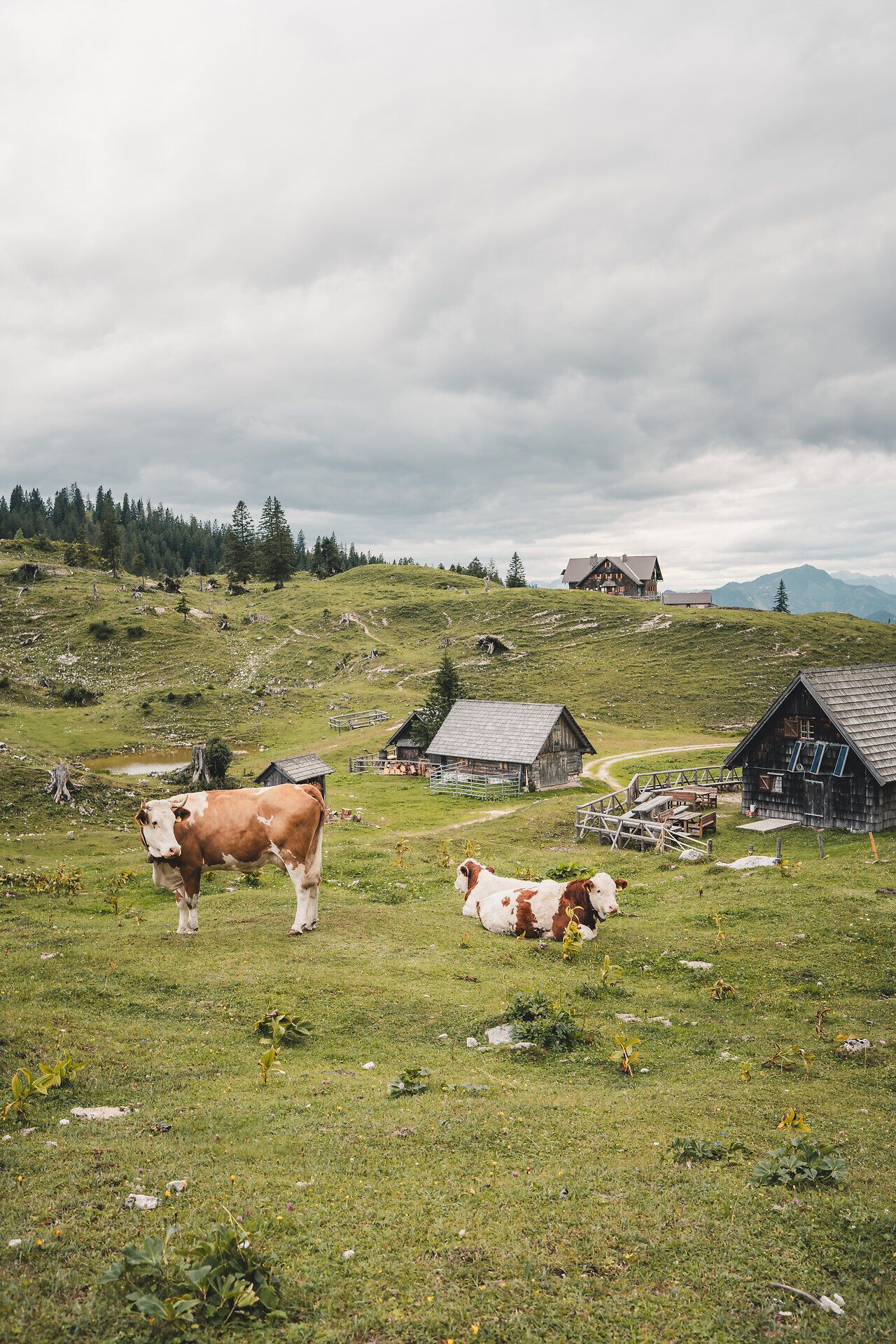 Weidende Kühe auf der Dürrensteinalm bei der Ybbstalerhütte.