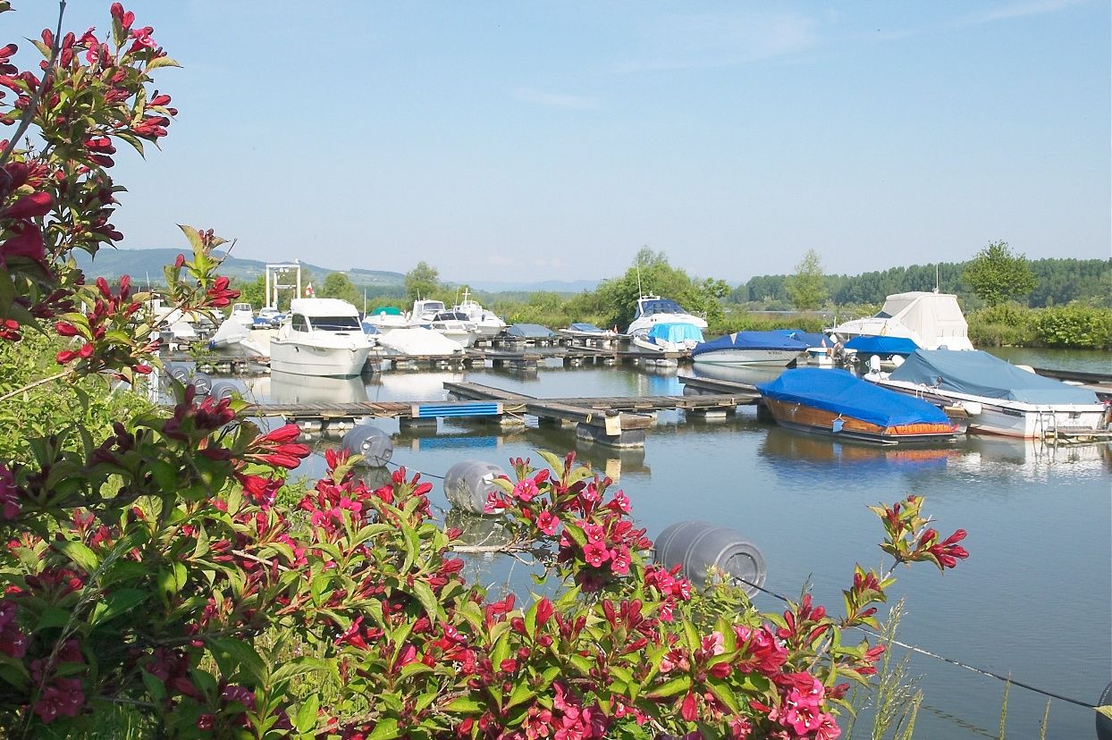 Lode v prístave Traismauer s kvitnúcimi kríkmi v popredí.