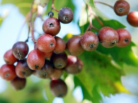 Elsbeere, &copy; Mostviertel Tourismus/@weinfranz.at