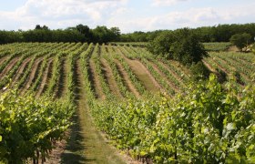 Vineyards, &copy; Fam. Huber