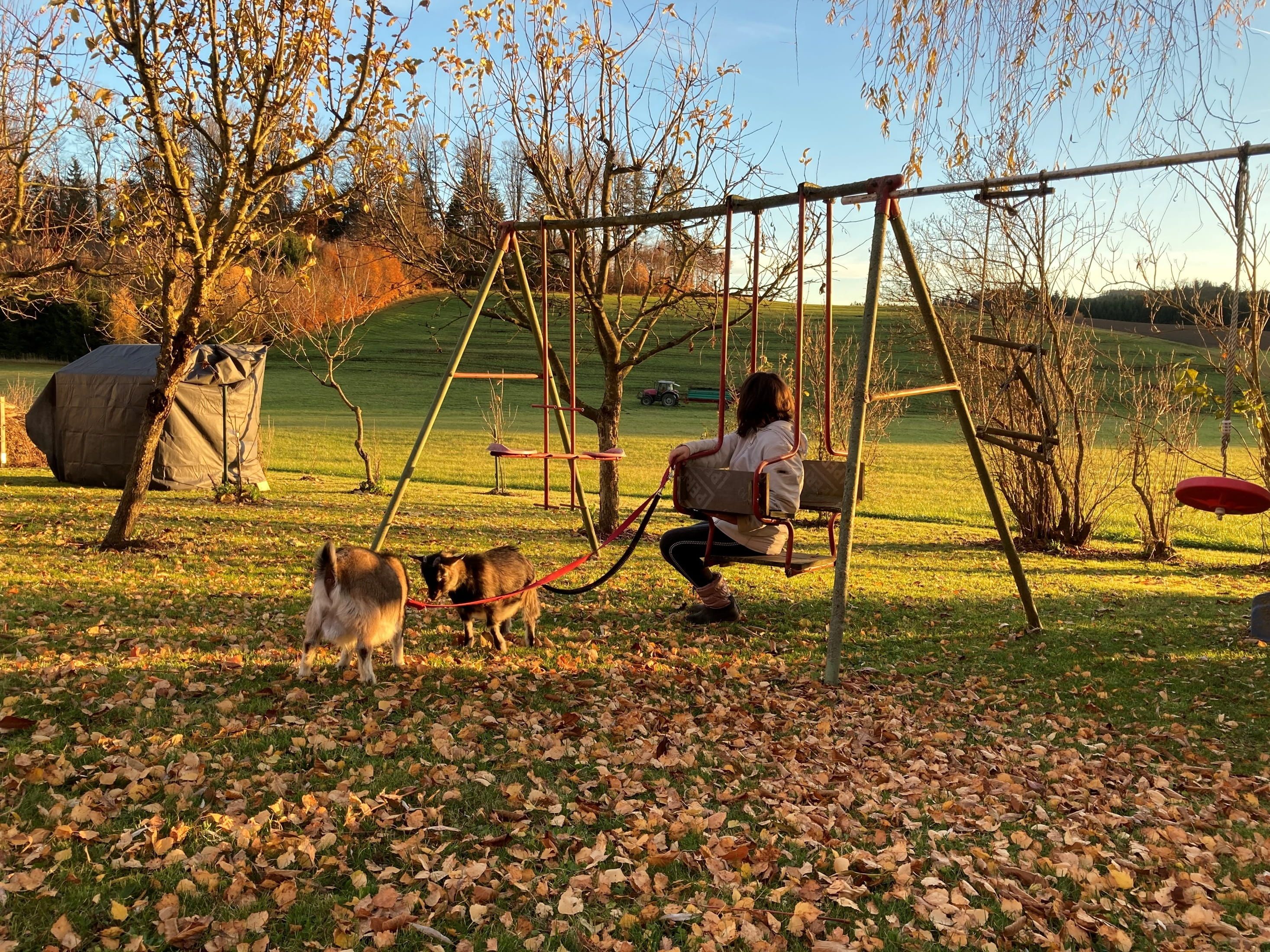 Osoba sedí na hojdačke v záhrade, obklopená jesennými stromami a trpasličími kozami.