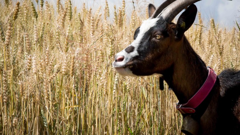 Goat hike, &copy; Michael Schreiber Wedding Memories