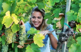 Žena vo vinici sa pozer&aacute; cez vinič.