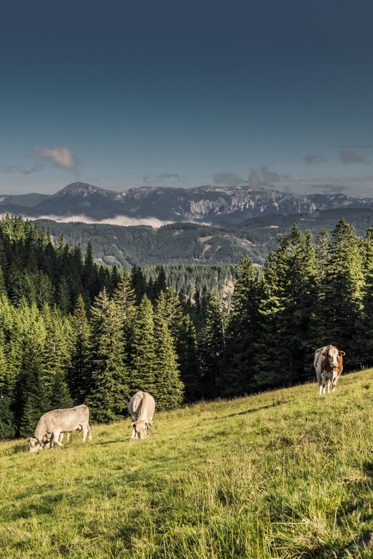Na sviežich alpských lúkach sa pasú kravy., © Niederösterreich Werbung/Robert Herbst