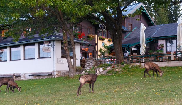 Tri kamzíky sa pasú na zelenej lúke pred Wilhelm-Eicherthütte.