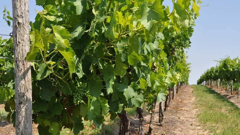 Vinohrady v okol&iacute; Spannbergu, &copy; Gemeinde Spannberg