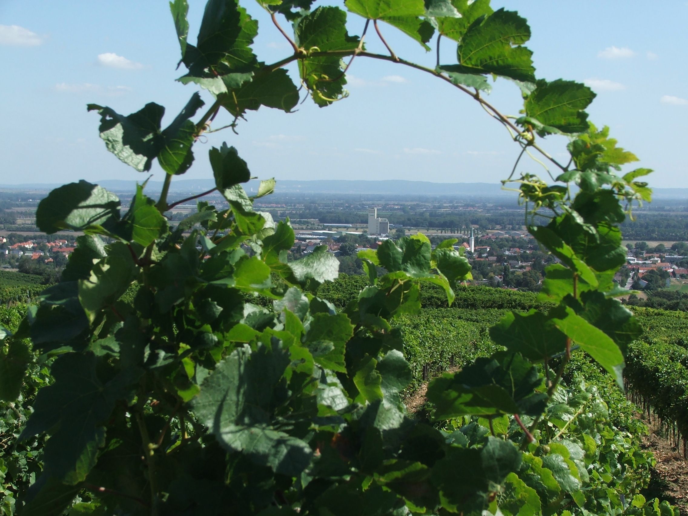 Pohľad cez vinice na Guntramsdorf s krajinou v pozadí.