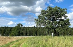 Straßenquerung Bildstock, © www.zwalk.at