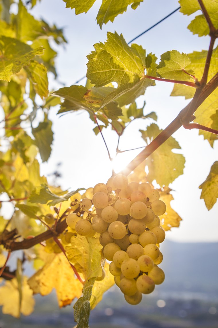 Šťavnaté hrozno a pestrofarebné listy viniča., © Niederösterreich Werbung/Raidth-Lager