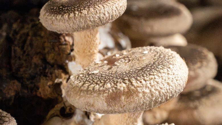 Emperor mushrooms, &copy; Theo Kust