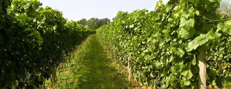 Vines, &copy; Weinbau Taufratzhofer