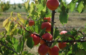 Our apricots, &copy; Marillengl&uuml;ck Zimmermann