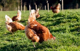 Organic Eierhof Holzbauer - Happy chickens, &copy; Sooo gut schmeckt die Bucklige Welt/ Viktoria Kornfeld