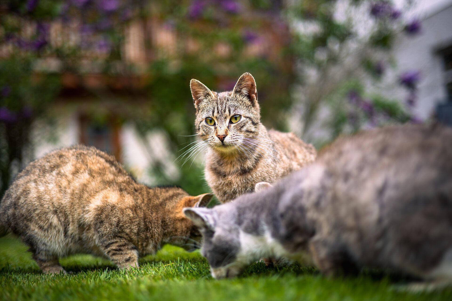 Inmitten der sanften Wiesen und blühenden Gärten des Bauernhofs tummeln sich lebhafte Katzen, die neugierig die Umgebung erkunden. Die warme Sonne strahlt auf das grüne Gras, während die Tiere in harmonischer Gemeinschaft spielen und die Idylle des Landlebens genießen.