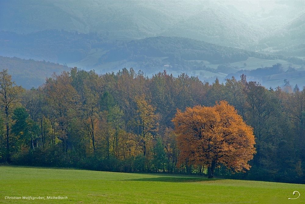 Služobný strom v jesennom šate