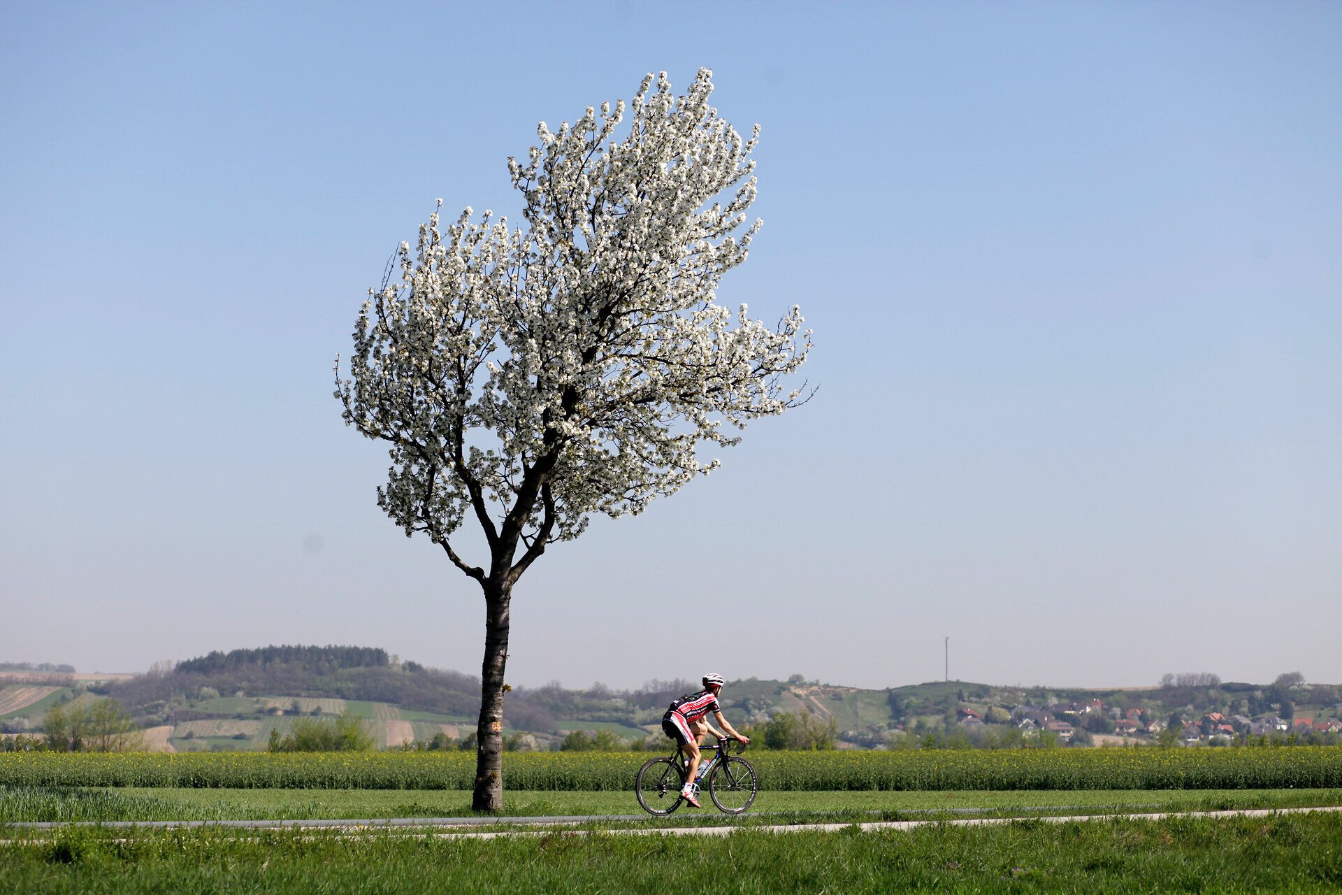 Ein Radfahrer gleitet durch die sanften, grünen Wiesen, während ein blühender Baum majestätisch im Hintergrund steht. Die klare, blaue Himmelspanne vermittelt ein Gefühl von Freiheit und Abenteuer, perfekt für einen Sommertag in der Natur.