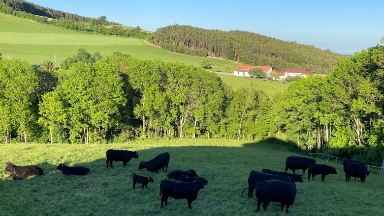 Angus cattle at the Bernsteiner organic farm, &copy; Gerhard Heinrich