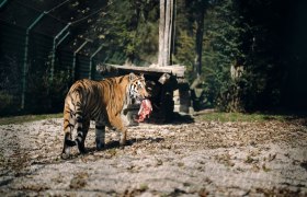 0110_Moststra&szlig;e_Tierpark-Stadt-Haag_20250929-8289-001, &copy; Moststra&szlig;e, dochbodnliacht