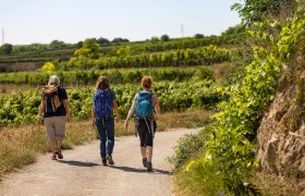 Turistika po viniciach, &copy; Wachau-Nibelungengau-Kremstal