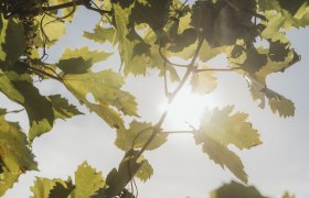 Vine leaves, &copy; Weinviertel Tourismus / Sophie Menegaldo
