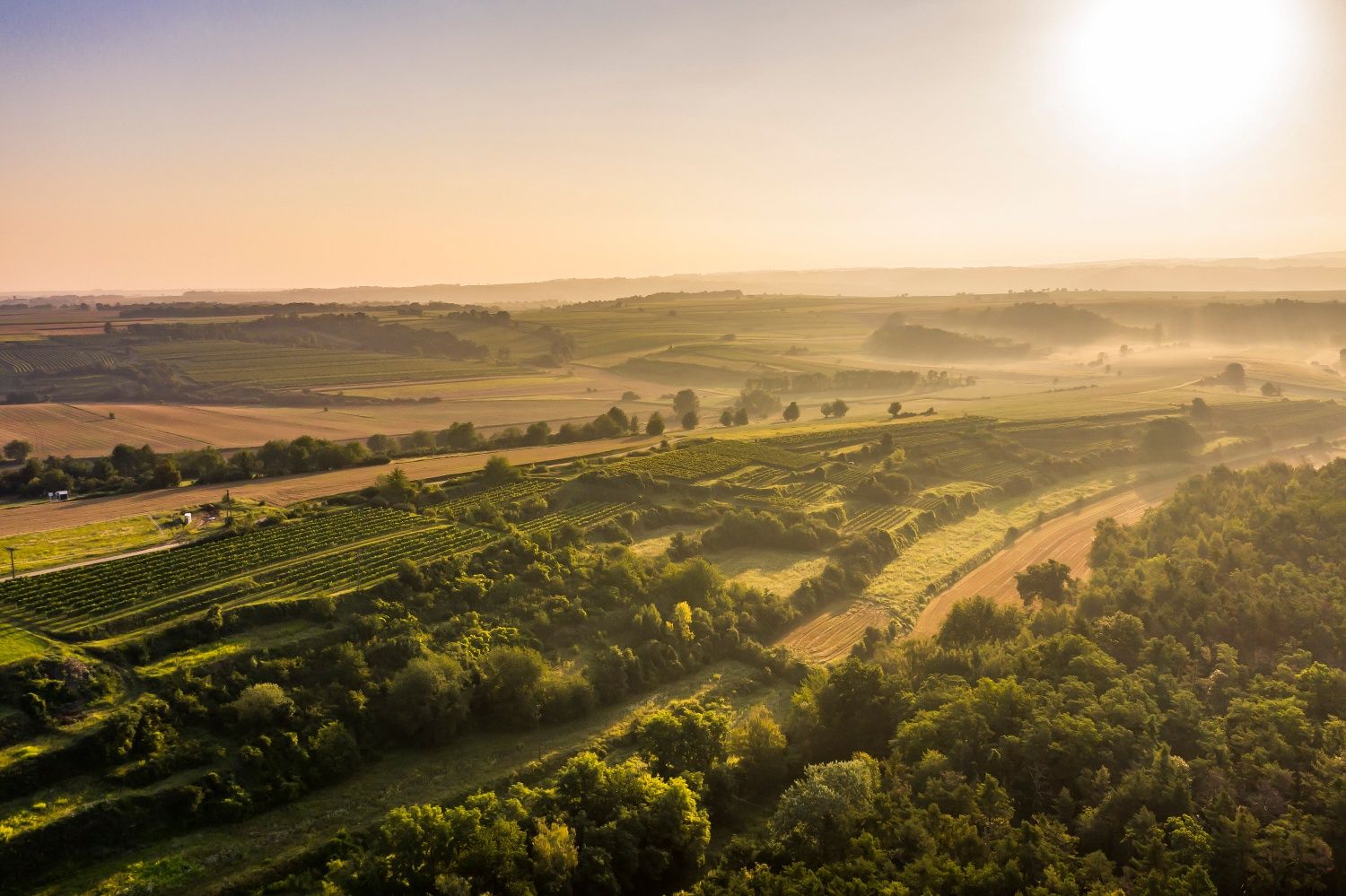 Krajina s vinicami.