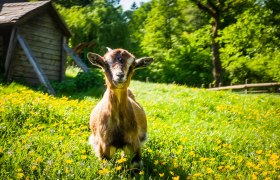 Ziege, &copy; Die Hochriess-Distelberger GmbH & Co.KG