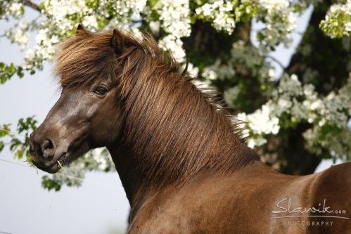 Icelandic horse farm Gut Pöllndorf, © Christiane Slawik