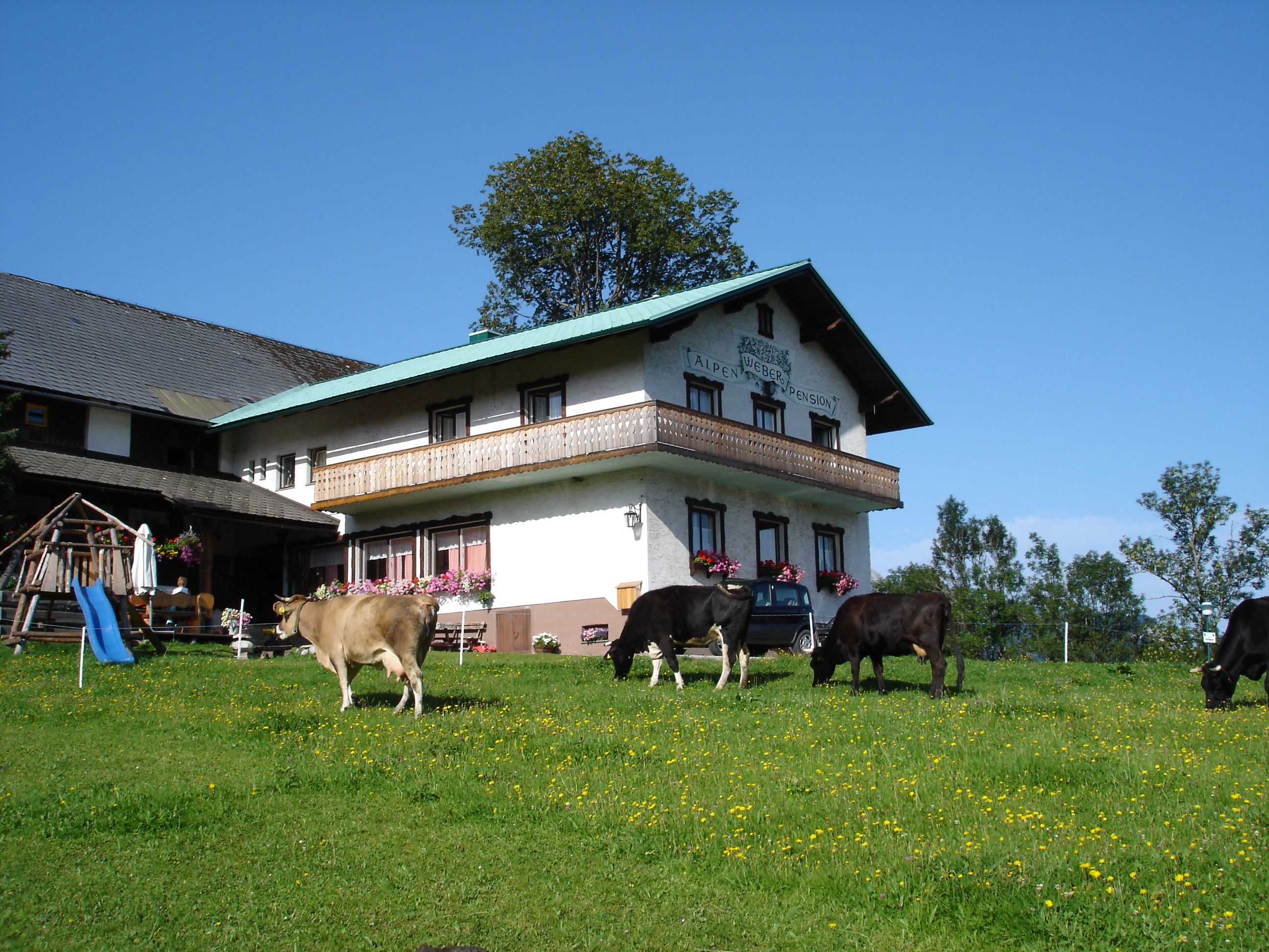 Farma s kravami na lúke a budovou v pozadí.
