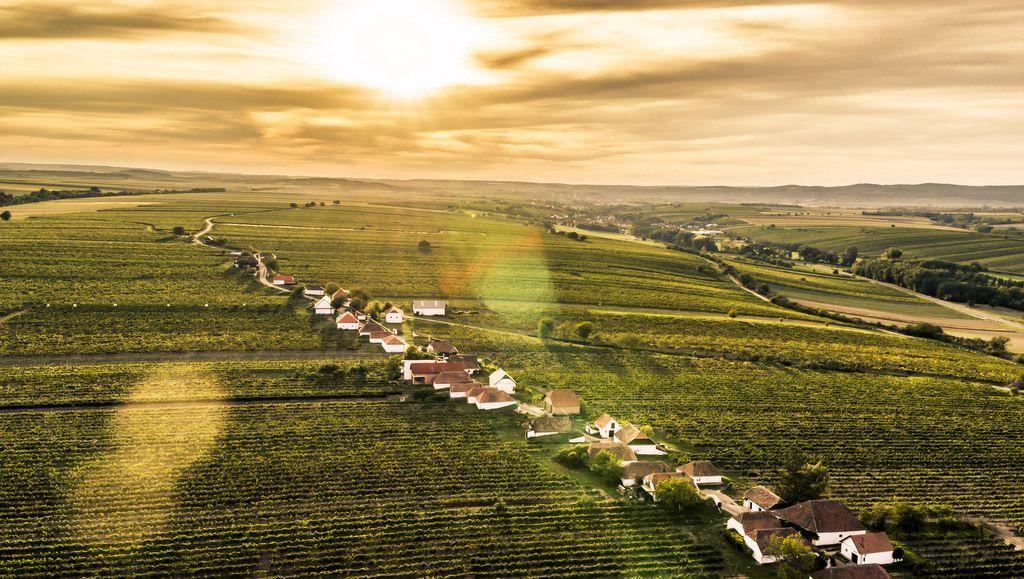 Letecký pohľad na vínne uličky obklopené vinicami pri západe slnka.